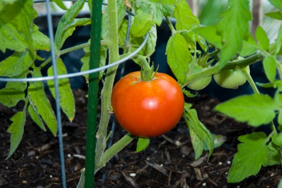 First Tomato of the Season